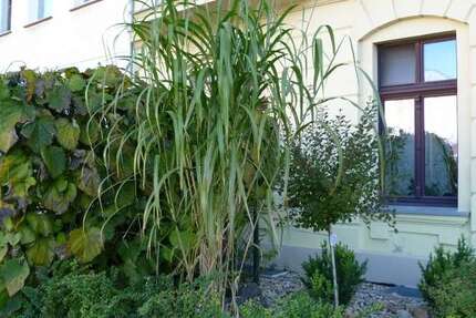 Wohnung Magdeburg Sudenburg - 4 Zimmer, 109 m&sup2;, 135.000&euro; | Angebot:25382091