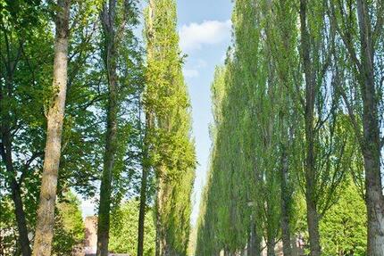 Wohnung Magdeburg Diesdorf - 4 Zimmer, 99 m&sup2;, 1.168&euro; | Angebot:24884931