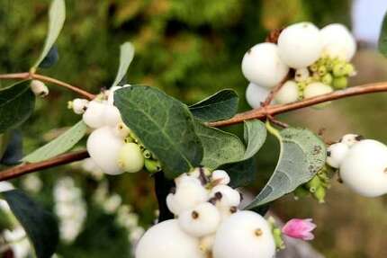 Grundstück Sülzetal - 175.700&euro; | Angebot:12713488