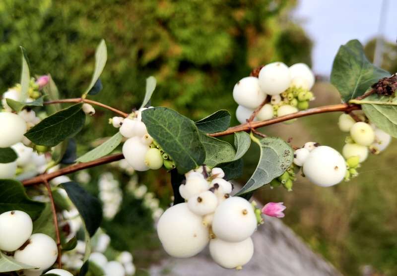 Grundstück Sülzetal - 175.700&euro; | Angebot:12713488