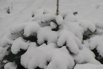 Wohnung Biederitz - 3 Zimmer, 76 m&sup2;, 590&euro; | Angebot:24335430