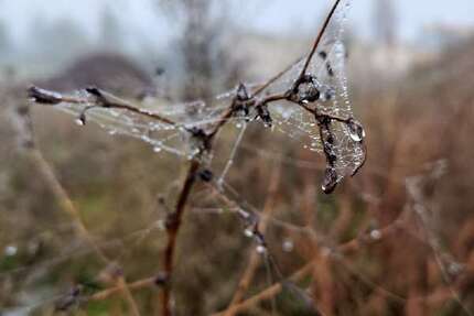 Grundstück Welsleben Welsleben - 60.000&euro; | Angebot:13025495