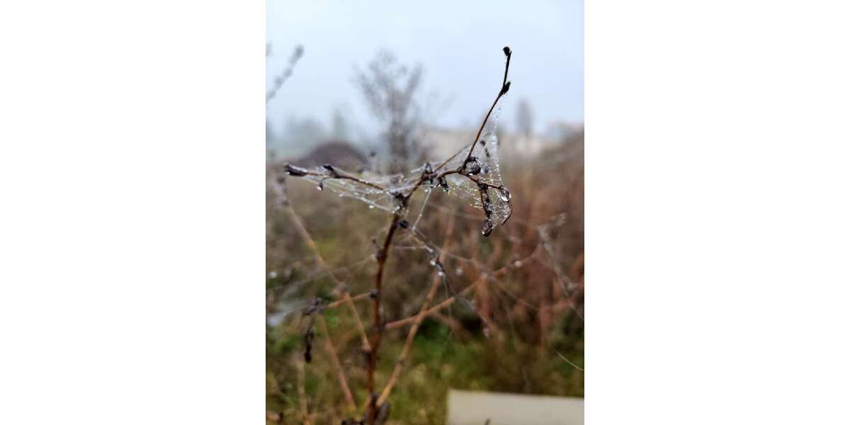 Grundstück Welsleben Welsleben - 60.000&euro; | Angebot:13025495