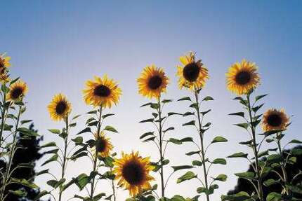 Grundstück Sülzetal - 150.000&euro; | Angebot:12713493