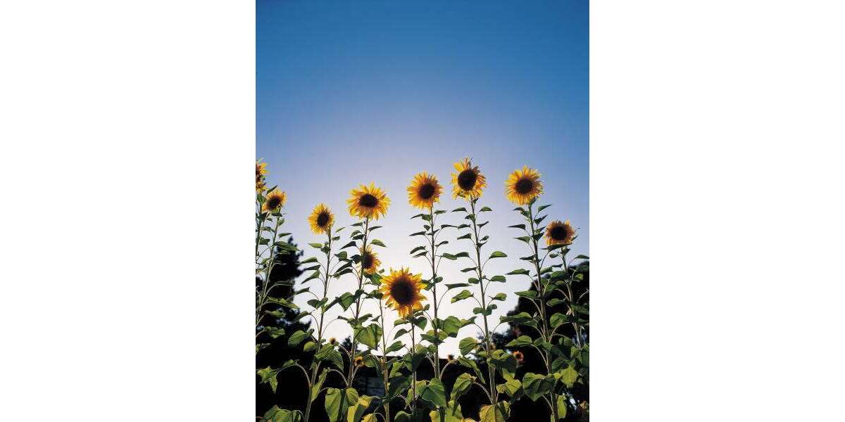 Grundstück Sülzetal - 150.000&euro; | Angebot:12713493