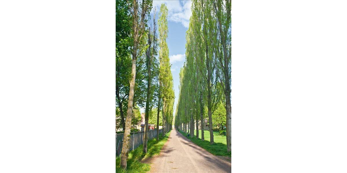 Etagenwohnung Magdeburg Diesdorf - 4 Zimmer, 99 m&sup2;, 1.039&euro; | Angebot:26365428