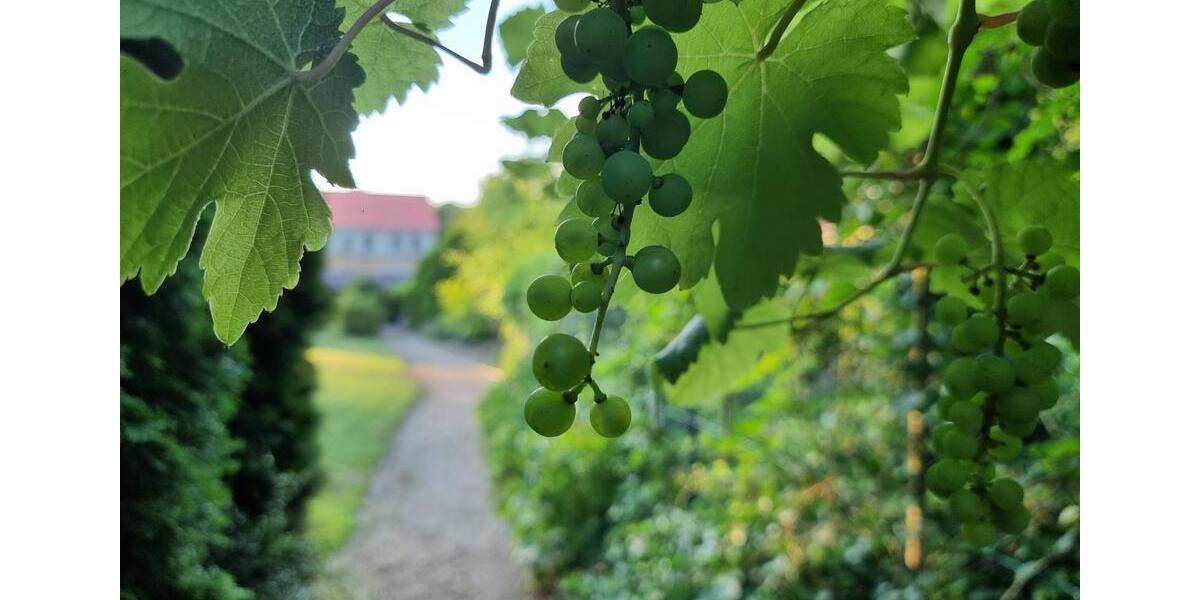 Einfamilienhaus Eilsleben - 13 Zimmer, 524 m&sup2;, 780.000&euro; | Angebot:20982513