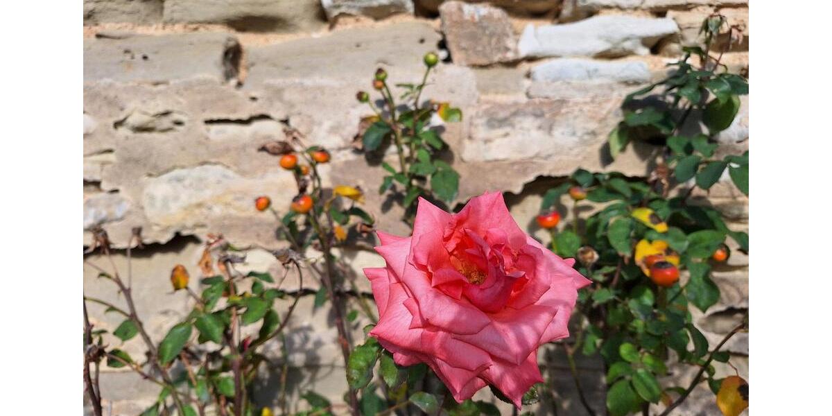 Erdgeschoßwohnung Egeln - 1 Zimmer, 40 m&sup2;, 375&euro; | Angebot:25179891